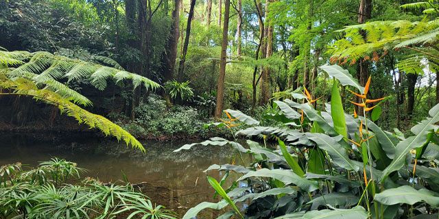 Sophie nature park a peaceful nature walk in the heart of mauritius  (7)